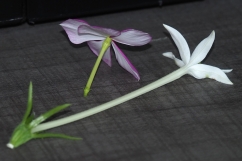 Flowers of Catharanthus roseus and Hippobroma longiflora photo